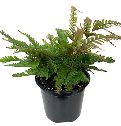 Tricolor Pteris Fern